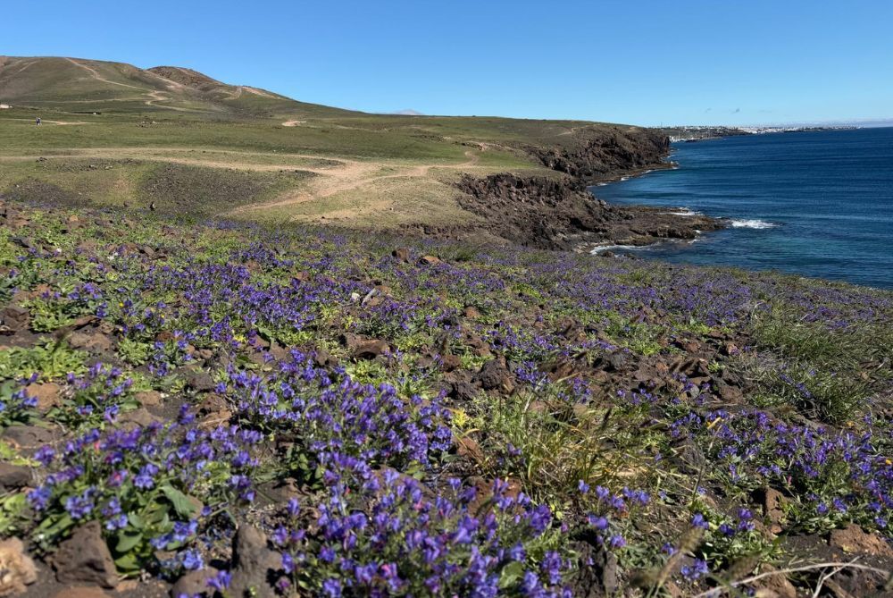 Las flores y el verdes se ha apoderado de Lanzarote