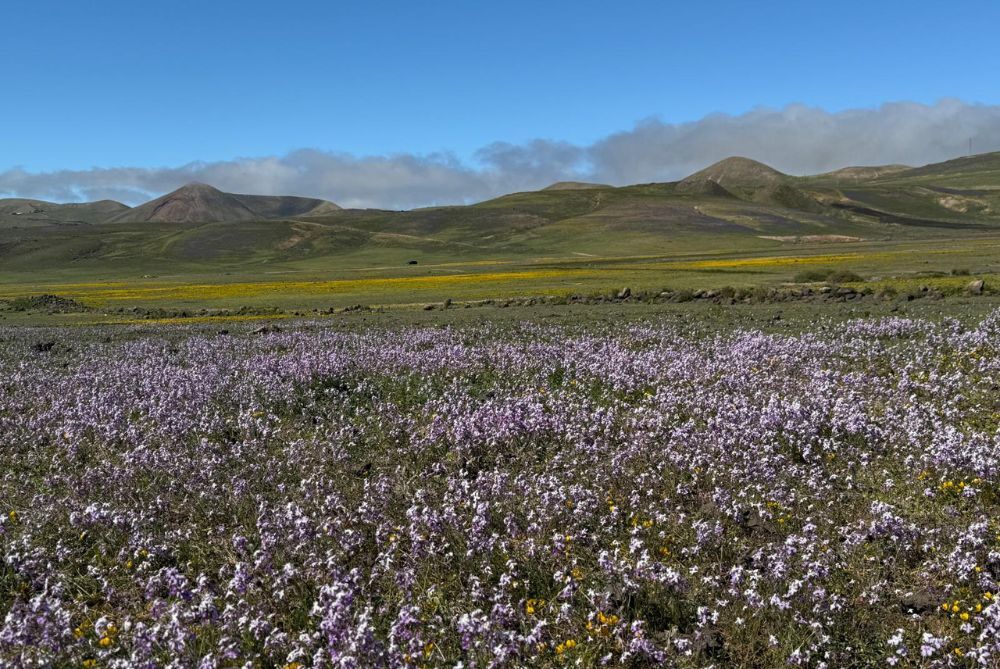 <p>El verde y las flores se han apoderado de Lanzarote</p>

<p>​</p>
